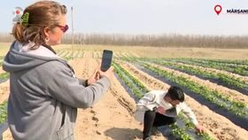 Fructele dulci și zemoase, promovate intens în mediul online. Când urmează să apară căpșunele românești în piețe?